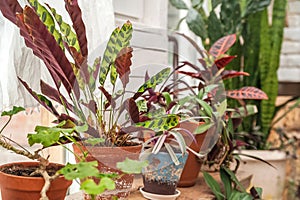 Beautiful natural background of indoor plants, greenhouses. Urban jungle, a place for rest and relaxation. Orchids, indoor plants