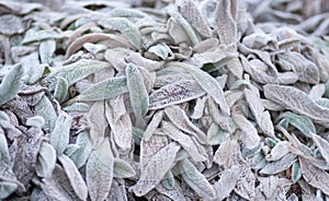 Beautiful natural background of light from frosted petals