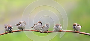Beautiful natural background with little funny Chicks Sparrow birds sitting on a branch in Sunny summer garden