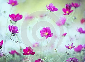 Beautiful natural background with pink flowers cosmea bloomed in the garden