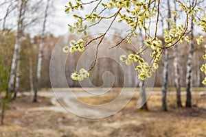 Beautiful natural background with pussy willow with catkins flowering in early spring against forest landscape. Springtime concept photo