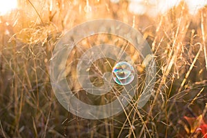 Beautiful natural background with soap bubbles. Autumn vibes