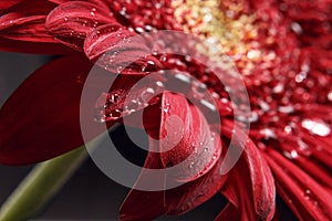 Beautiful natural background. Summer, spring concepts. Abstract of a red Gerber daisy macro with water droplets on the petals