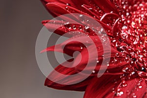 Beautiful natural background. Summer, spring concepts. Abstract of a red Gerber daisy macro with water droplets on the petals