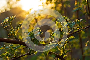 Beautiful natural background sunset sun through the branches of young raspberry leaves, beautiful atmospheric