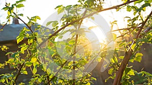 Beautiful natural background sunset sun through the branches of young raspberry leaves, beautiful atmospheric