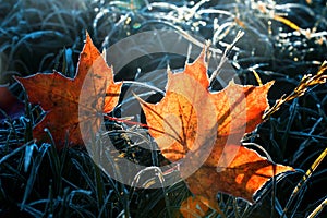 Beautiful natural background TWA bright red maple leaf lie in the grass covered with white cold frost crystals and solar glare in