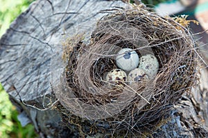 Beautiful natural birds nest in a tree with eggs