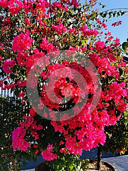 Beautiful and colorful bougainvillea flowers. Bright pink magenta bougainvillea flowers as a floral background. Close up view