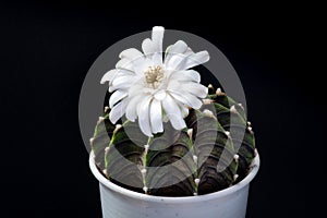 Beautiful natural cactus flower in full bloom in a macro shot