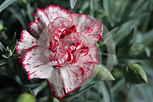 beautiful natural carnation flower color plant green red photo