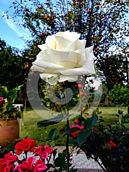 Beautiful Natural Closeup White Rose Botanical British Garden Fantasy Romance
