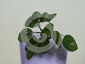 beautiful natural colorful green money plant luck photo