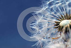 Beautiful natural cut delicate dandelion flower with white fluffy and light seeds on blue background