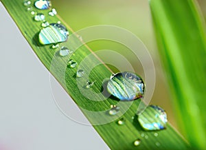 Beautiful natural dew drops or rain on fresh grass leaf isolated on transparent background. Close-up macro detail