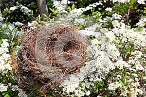 Beautiful natural empty birds nest in flowers cherry tree
