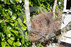 Beautiful natural empty birds nest in a tree in home garden