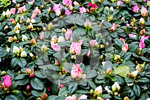 Beautiful natural floral background. Pink flowers and buds of azalea - the species Rhododendron simsii with dark green leaves.