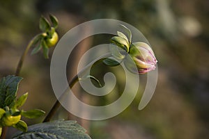 Beautiful Natural flower Buds with Blurry Background