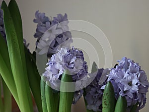 beautiful natural flowers aromatic spring romanticism gift