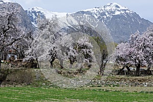 beautiful natural flowers Beautiful nature like paradise in Pakistan.