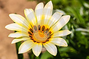 Beautiful natural flowers in the garden. Detail photo of flower