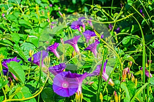 Beautiful natural flowers with green leaves