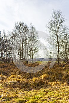 Beautiful natural forest moor and winter landscape panorama Germany