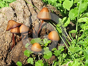 beautiful natural forest mushrooms delicate curious autumn photo