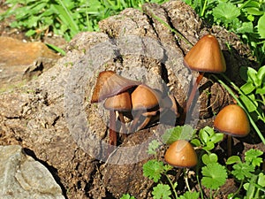 Beautiful natural forest mushrooms delicate curious autumn photo