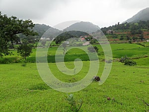 Beautiful natural grass with mountaineous background photo