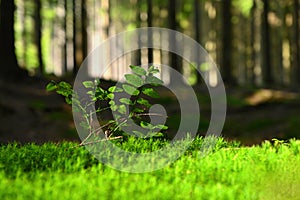 Beautiful natural green background with forest and plant in the moss. Summer day with trees and with sun rays for rest and