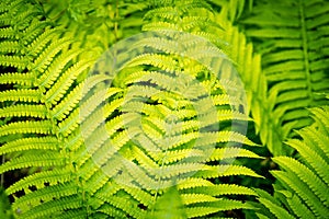 Beautiful natural green  fern leaves backdrop