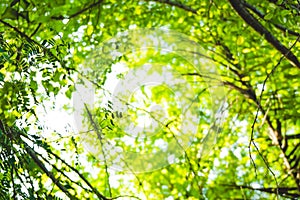 Beautiful Natural green leaf and abstract blur bokeh light background