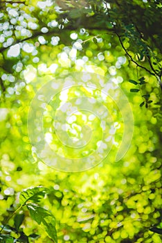 beautiful Natural green leaf and abstract blur bokeh light background