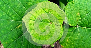 Beautiful natural green leaf of grape plant. Vitis Vinifera plant.