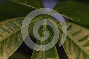 Beautiful natural green plant fresh oxygen purifies