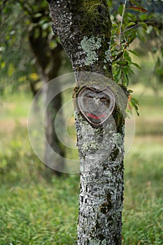 Beautiful natural heart with smiling face in old tree bark with moss and leaves in green nature