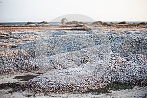 Beautiful and natural hill of chipichipi shells in coche margarita island venezuela