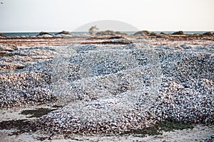 Beautiful and natural hill of chipichipi shells in coche margarita island venezuela photo