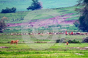 Maasai people and several lions in savannah photo