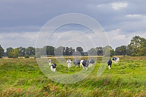Beautiful natural landscape with young Dutch dairy cattle in the stream valley of the Rolder Diep