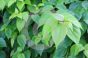 Beautiful natural leaf pattern background for online media production.