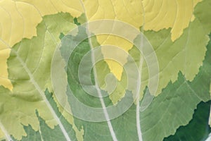 Beautiful natural leaf pattern background for online media production.