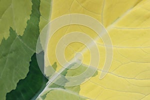 Beautiful natural leaf pattern background for online media production.