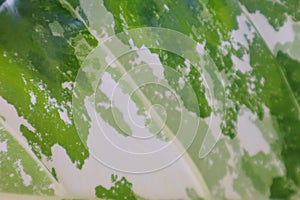 Beautiful natural leaf pattern background for online media production.