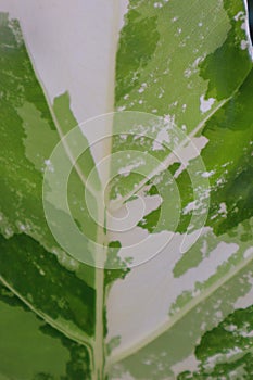 Beautiful natural leaf pattern background for online media production.