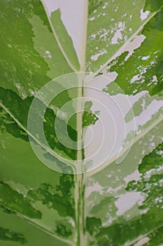 Beautiful natural leaf pattern background for online media production.