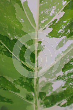 Beautiful natural leaf pattern background for online media production.