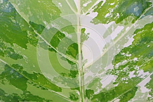 Beautiful natural leaf pattern background for online media production.